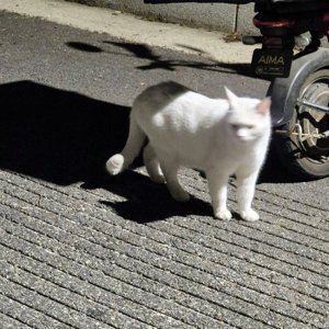 고양이 주인을 찾습니다 고양이 전단지