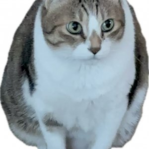 고양이 실종 코리아쇼.. 경상북도 경산시