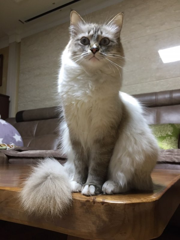 고양이를 찾습니다, 기타묘종, 네바마스커레이드, 암컷, 2살... 기타묘종, 네바마스커레이드, 암컷, 울산광역시 울주군 굴화월드메르디앙 102동... 
