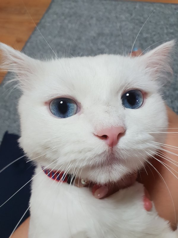 고양이를 찾습니다, 먼치킨, 수컷, 3살, 경기도 안산시 단원구 고잔동 무진2차,은혜와진리교회 부근에서 실종 고양이를 찾습니다, 먼치킨, 수컷... 