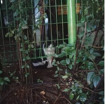 고양이를 찾습니다 고양이실종신고,보호,목격신고 : 동물보호센터
