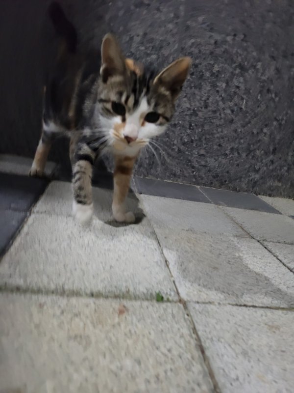 고양이 주인을 찾습니다, 코리아쇼트헤어, 암컷, 나이모름, 경상남도 양산시 양산 명동 삼산사랑채 아파트 화단에서 목격 고양이 주인을 찾습니다... 
