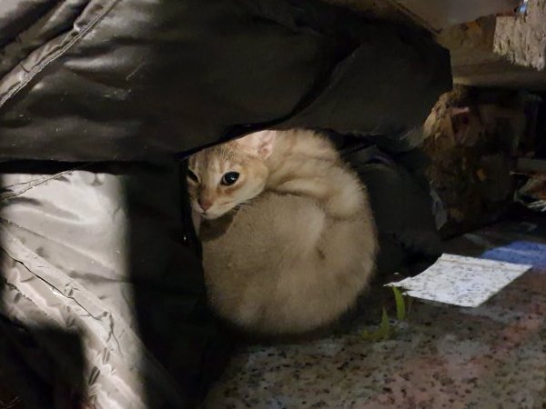 고양이를 찾습니다 고양이실종신고,보호,목격신고 : 동물보호센터