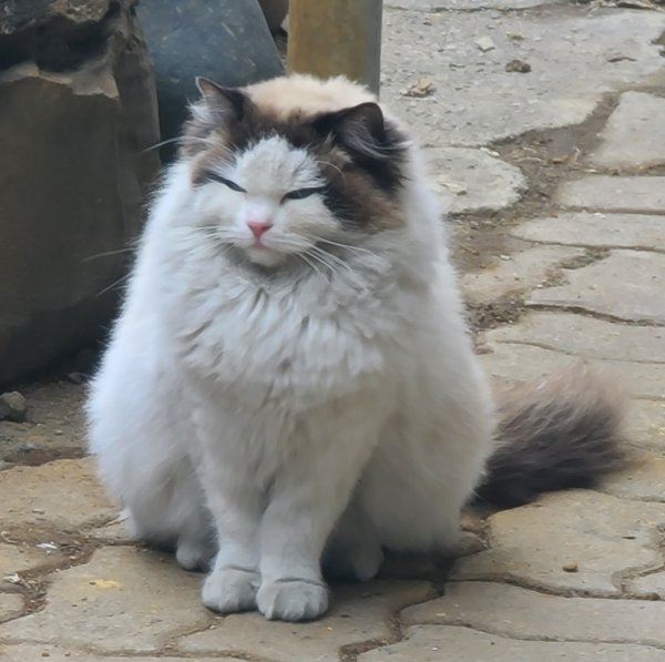 고양이 주인을 찾습니다, 노르웨이지안포레스트캣, 성별모름, 나이모름, 충청북도 청주시 청원구 신고자 집마당에서 목격 고양이 주인을 찾습니다... 