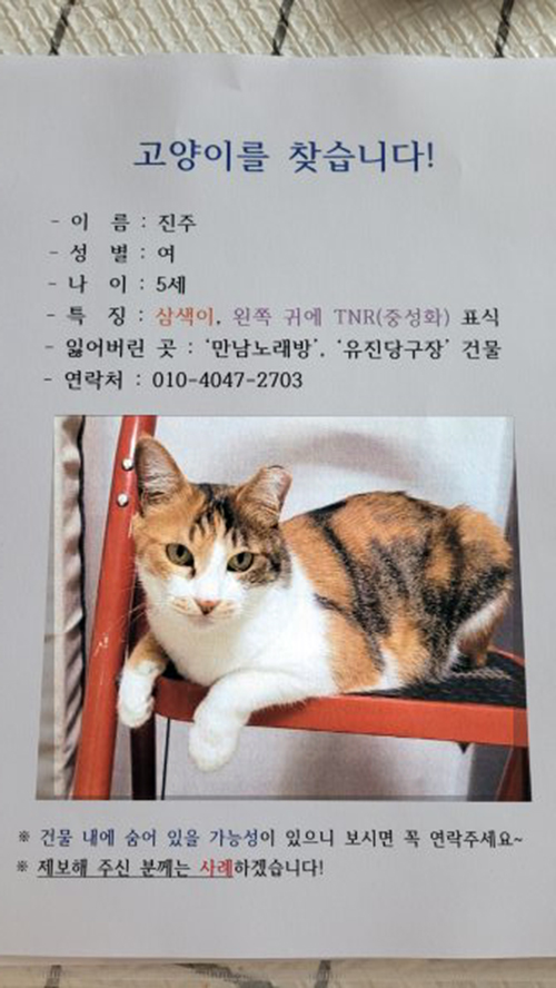 고양이를 찾습니다, 코리아쇼트헤어, 암컷, 5살, 인천광역시 미추홀구 도화 3동 유진 당구장 건물 4층에서 실종 고양이를 찾습니다... 