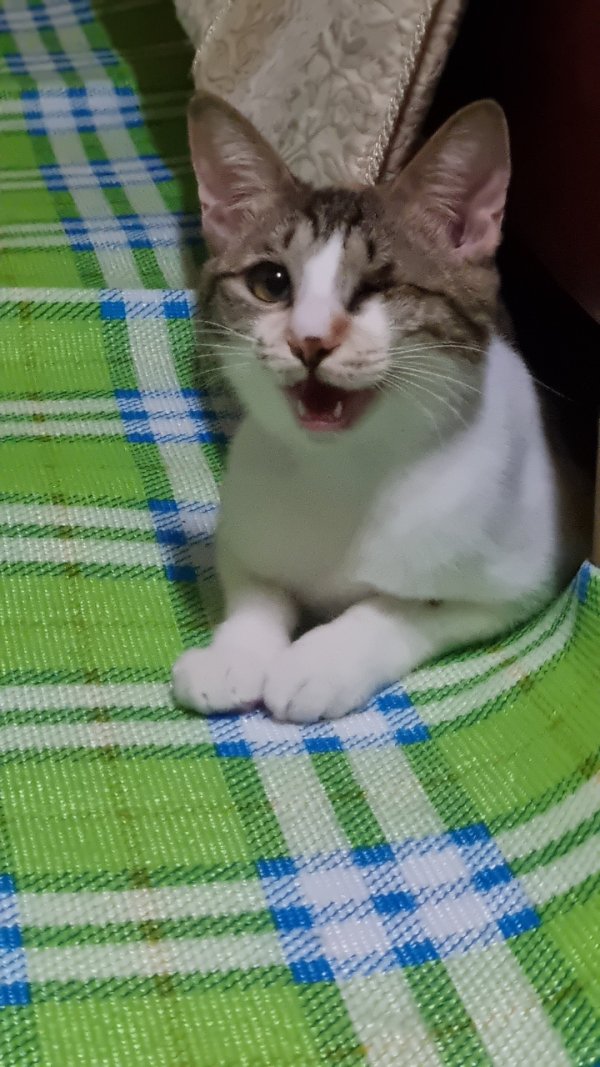 고양이를 찾습니다, 코리아쇼트헤어, 암컷, 나이모름, 충청남도 공주시 금흥서당골길 8번지. 금흥슈퍼 근처. 공주정보고 버스정류장 근처.에서... 