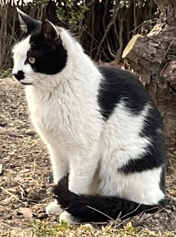 고양이 주인을 찾습니다, 믹스묘, 성별모름, 나이모름, 서울특별시 종로구 소공동 조선호텔 마당 숲속에서 목격 고양이 주인을 찾습니다, 믹스묘... 