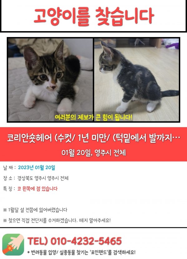 지천로 84번길 12-3, 1토지 제1공원 놀이터에서 실종 고양이를... 수컷, 경상북도 영주시 지천로 84번길 12-3, 1토지 제1공원 놀이터, 실종신고