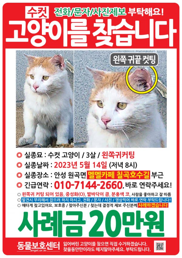 수컷, 3살, 경기도 안성시 원곡면 카페멜멜에서 실종 고양이를 찾습니다, 코리아쇼트헤어, 수컷, 경기도 안성시 원곡면 카페멜멜, 실종신고