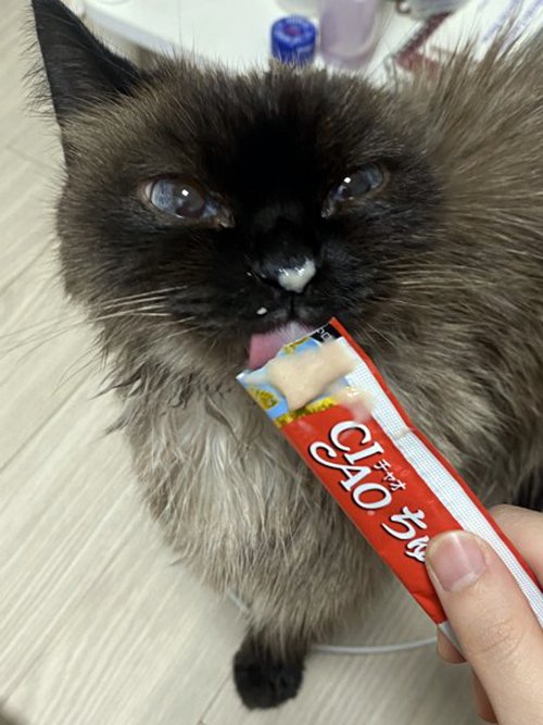 합정 머씨 커피 인근 건물 공사장 안에서 구조 고양이 주인을 찾습니다... 암컷, 서울특별시 마포구 합정 머씨 커피 인근 건물 공사장 안, 구조신고