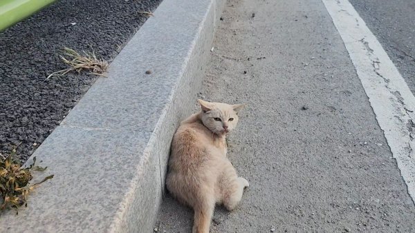 고양이를 찾습니다 고양이실종신고,보호,목격신고 : 동물보호센터