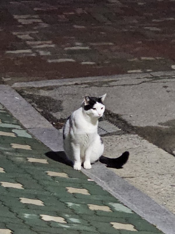 고양이를 찾습니다 고양이실종신고,보호,목격신고 : 동물보호센터