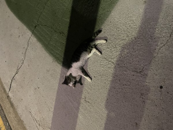 고양이를 찾습니다 고양이실종신고,보호,목격신고 : 동물보호센터