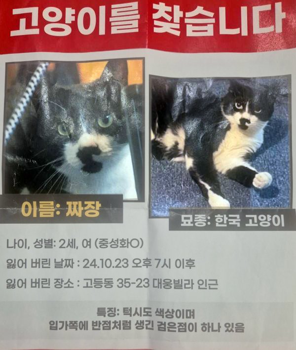 고양이를 찾습니다 고양이실종신고,보호,목격신고 : 동물보호센터