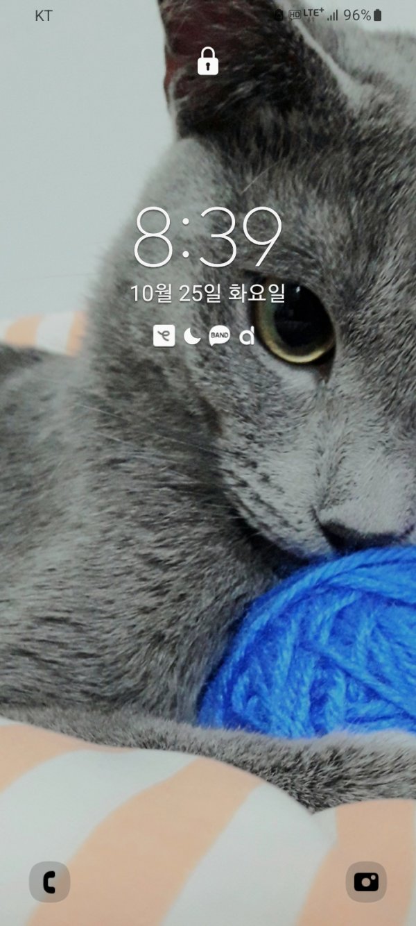 고양이를 찾습니다 고양이실종신고,보호,목격신고 : 동물보호센터