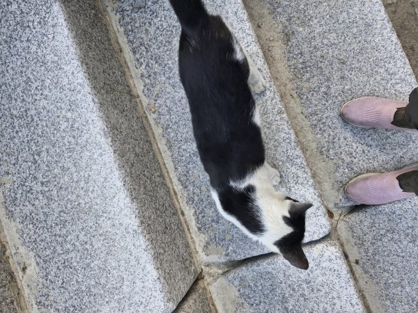 고양이를 찾습니다 고양이실종신고,보호,목격신고 : 동물보호센터