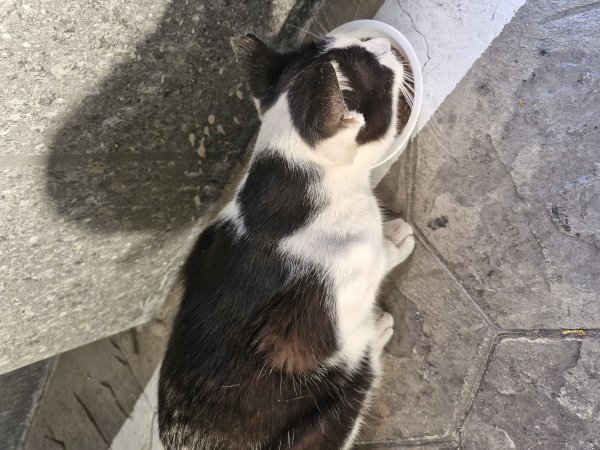 고양이를 찾습니다 고양이실종신고,보호,목격신고 : 동물보호센터