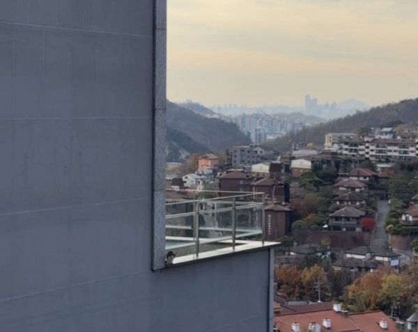 고양이를 찾습니다 고양이실종신고,보호,목격신고 : 동물보호센터