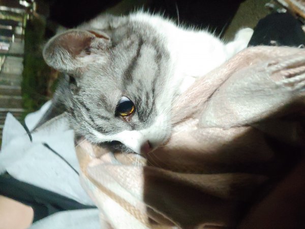 고양이를 찾습니다 고양이실종신고,보호,목격신고 : 동물보호센터