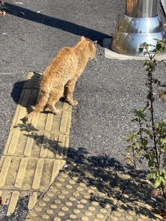 고양이를 찾습니다 고양이실종신고,보호,목격신고 : 동물보호센터