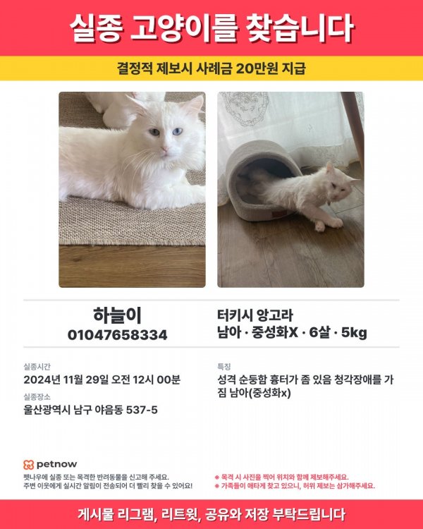 고양이를 찾습니다 고양이실종신고,보호,목격신고 : 동물보호센터
