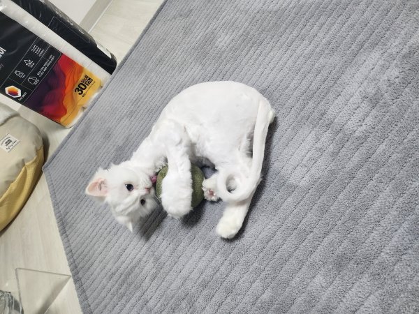 고양이를 찾습니다 고양이실종신고,보호,목격신고 : 동물보호센터