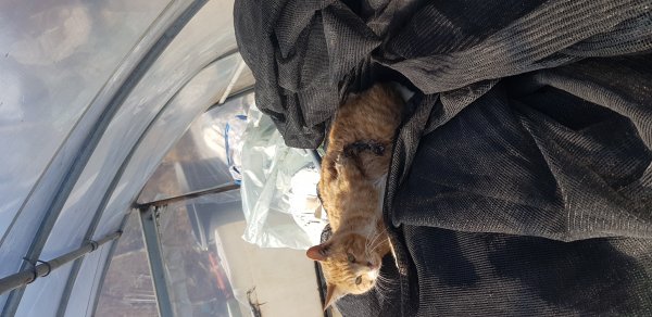 고양이를 찾습니다 고양이실종신고,보호,목격신고 : 동물보호센터