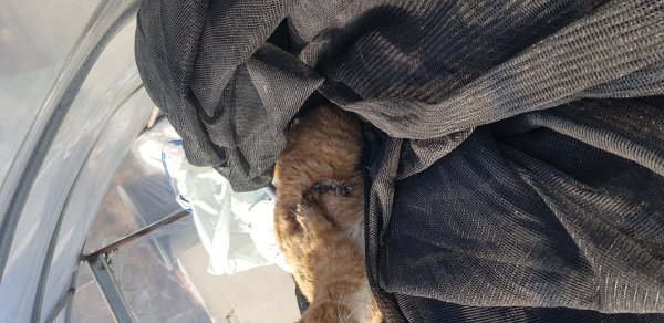 고양이를 찾습니다 고양이실종신고,보호,목격신고 : 동물보호센터