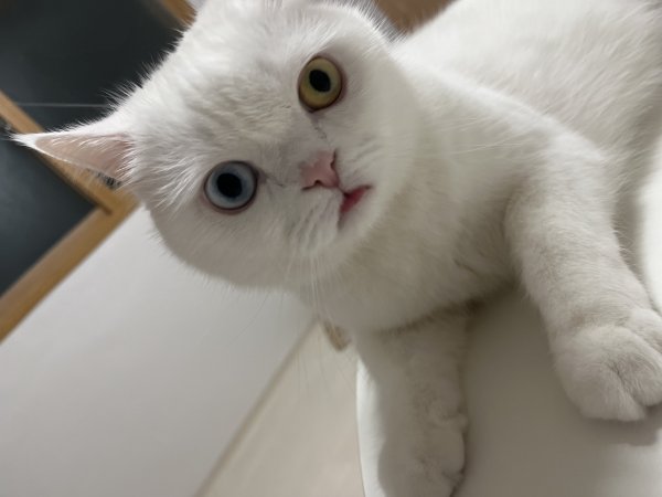 고양이를 찾습니다 고양이실종신고,보호,목격신고 : 동물보호센터