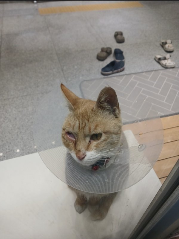 고양이를 찾습니다 고양이실종신고,보호,목격신고 : 동물보호센터