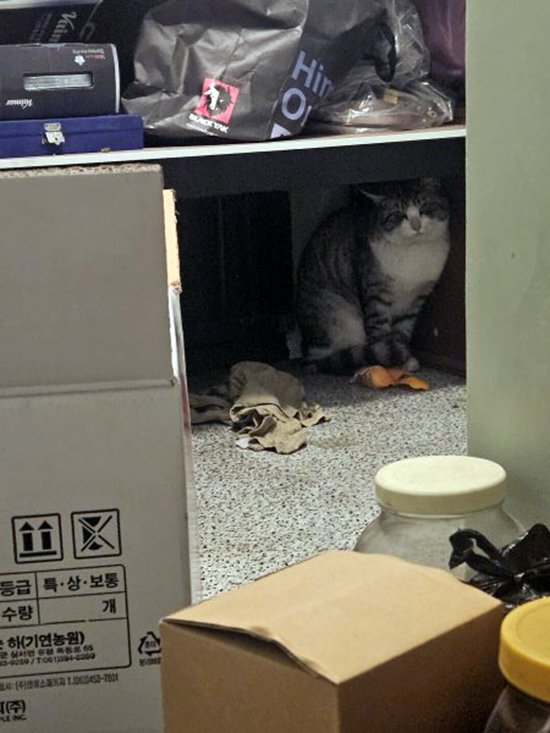 고양이를 찾습니다 고양이실종신고,보호,목격신고 : 동물보호센터