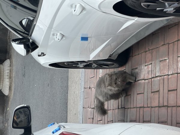 고양이를 찾습니다 고양이실종신고,보호,목격신고 : 동물보호센터