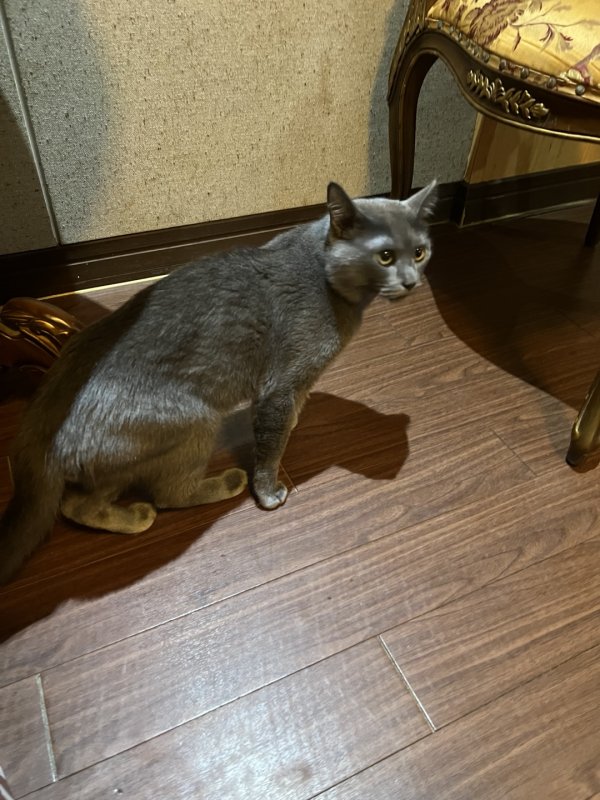 고양이를 찾습니다 고양이실종신고,보호,목격신고 : 동물보호센터