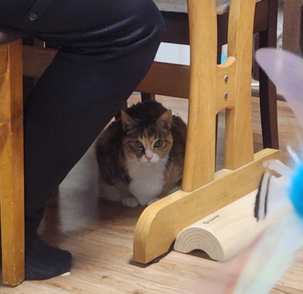 고양이를 찾습니다 고양이실종신고,보호,목격신고 : 동물보호센터