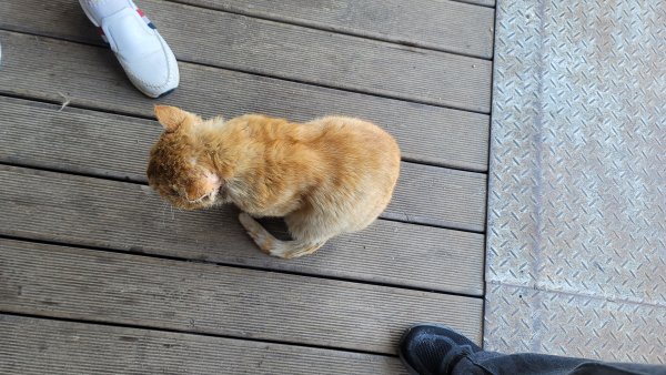 고양이를 찾습니다 고양이실종신고,보호,목격신고 : 동물보호센터