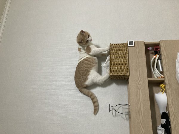 고양이를 찾습니다 고양이실종신고,보호,목격신고 : 동물보호센터