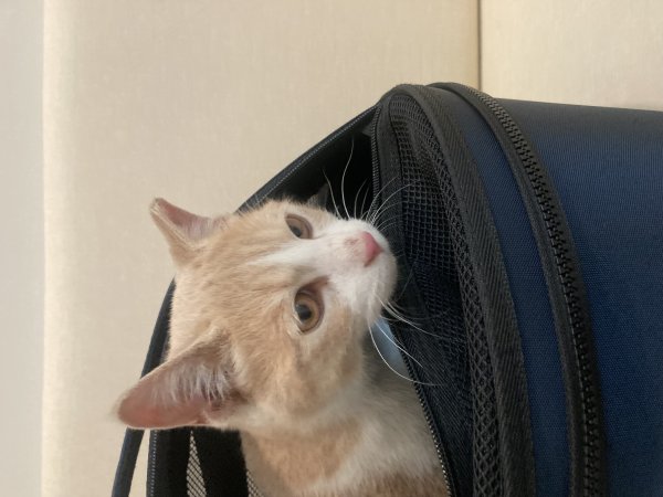 고양이를 찾습니다 고양이실종신고,보호,목격신고 : 동물보호센터