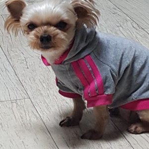 강아지를 찾습니다 강아지 전단지