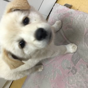 강아지 주인을 찾습니다 강아지 전단지