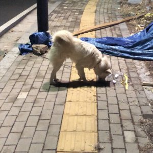 강아지 주인을 찾습니다 믹스견 경기도 고양시 덕양구