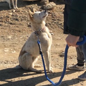 강아지를 찾습니다 동경견 경기도 화성시