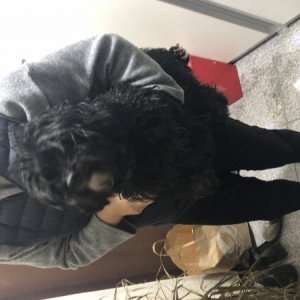 강아지 주인을 찾습니다 강아지 전단지