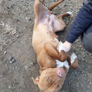 강아지 구조 아메리칸핏불테리어 경상남도 김해시