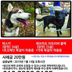 강아지를 찾습니다 래브라도리트리버 경기도 고양시 덕양구