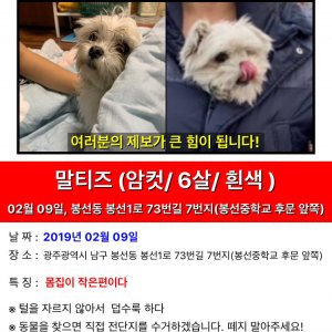 강아지를 찾습니다 말티즈 광주광역시 남구