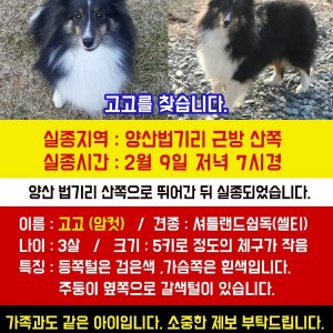 강아지를 찾습니다 셔틀랜드쉽독 경상남도 양산시