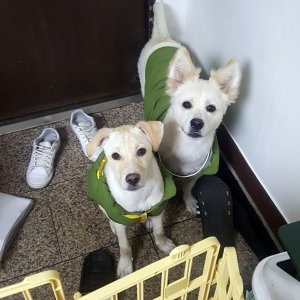 강아지를 찾습니다 강아지 전단지