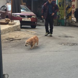 강아지 주인을 찾습니다 강아지 전단지