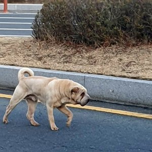 강아지 목격 믹스견 부산광역시 부산진구