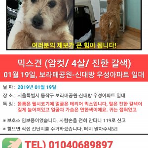 강아지를 찾습니다 믹스견 서울특별시 마포구